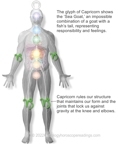 The relationship of Capricorn to the body. It is associated with the knees especially but also with the elbows. Image copyright 2014 Roman Oleh Yaworsky, www.astrologyhoroscopereadings.com