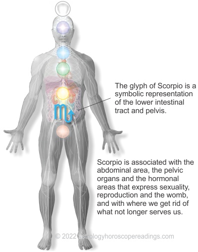 The relationship of Scorpio to the body. . Image copyright 2014 Roman Oleh Yaworsky, www.astrologyhoroscopereadings.com