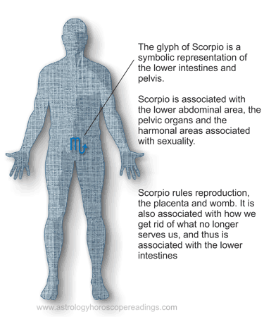 The relationship of Scorpio to the body. . Image copyright 2014 Roman Oleh Yaworsky, www.astrologyhoroscopereadings.com