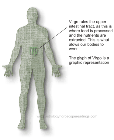 The relationship of Virgo to the body. Image copyright 2014 Roman Oleh Yaworsky, www.astrologyhoroscopereadings.com